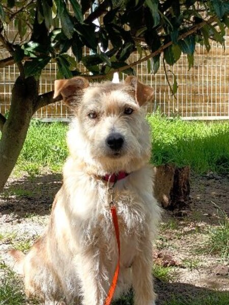 Adopter Bleuenn