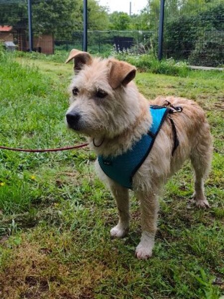 Adopter Bleuenn