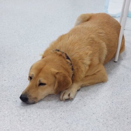 Adopter Blondu
