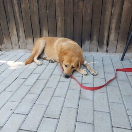 Adopter Blondu