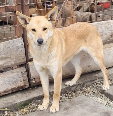 Adopter Blondy