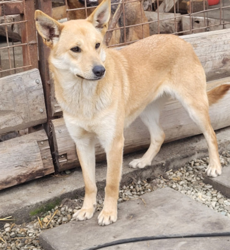 Adopter Blondy