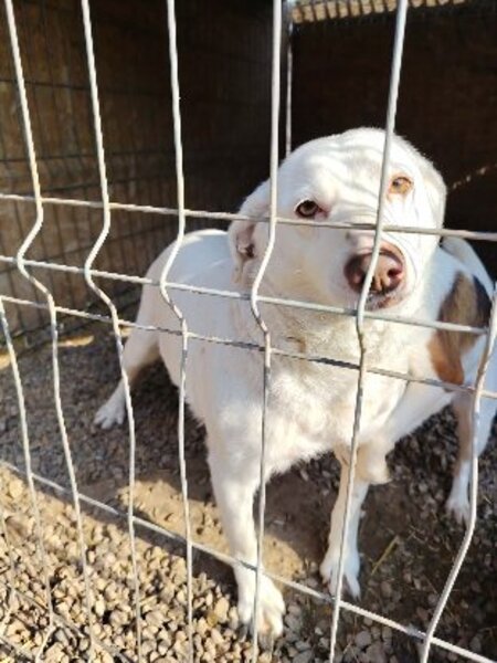 Adopter Blue Eyes