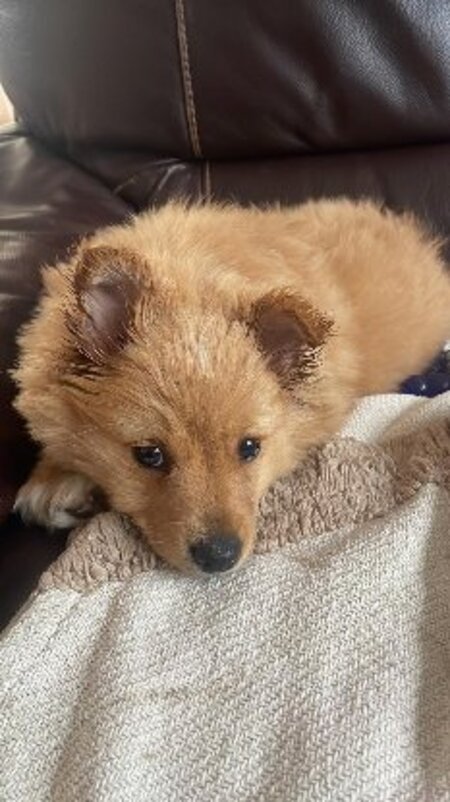 Adopter Bobby