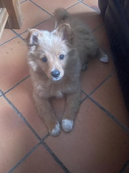 Adopter Bobby