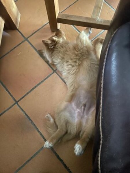 Adopter Bobby
