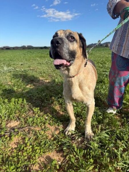 Adopter Bobichi