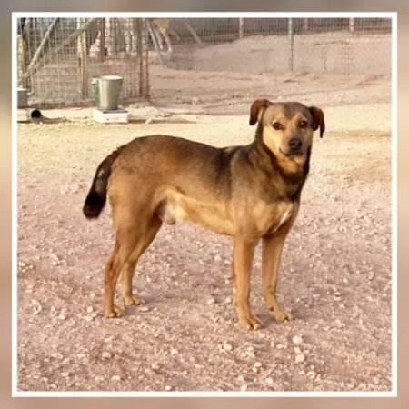 Adopter Bombon