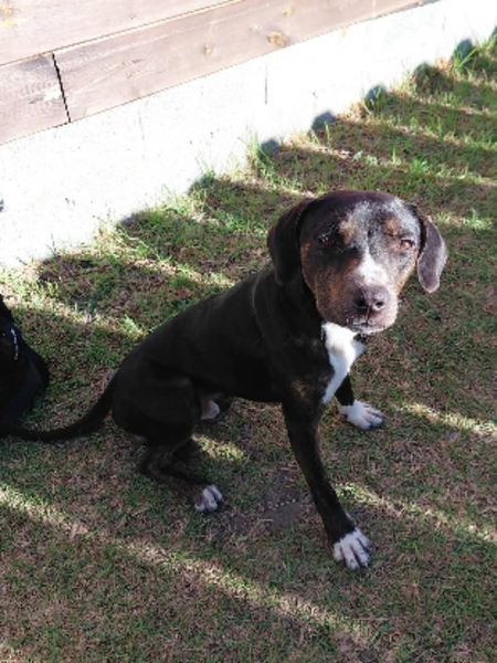Adopter Bonanga