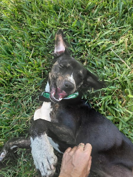 Adopter Bonanga