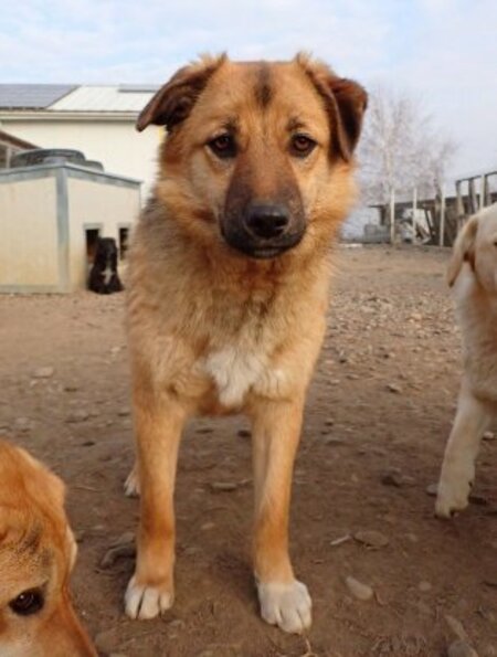 Adopter Bonifacio