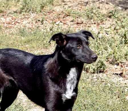 Adopter Bonnie