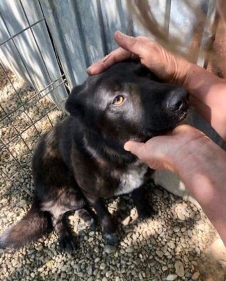 Adopter Bonnie