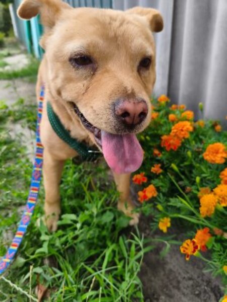 Adopter Bonnie