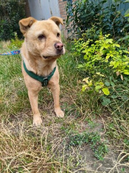 Adopter Bonnie