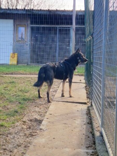 Adopter Bonnie