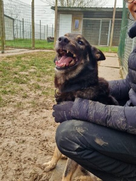 Adopter Bonnie