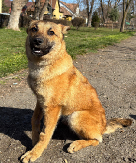Adopter Boon