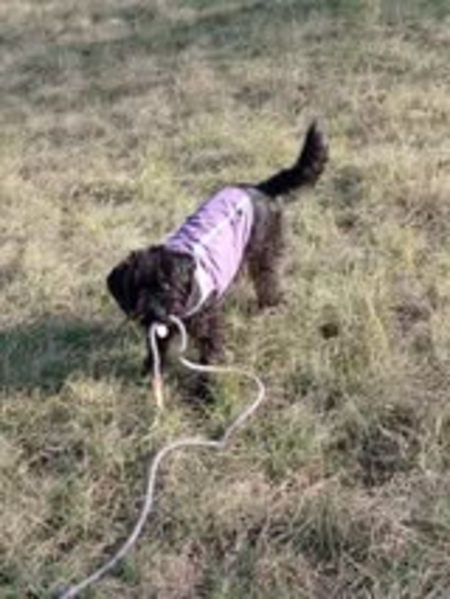 Adopter Bouba