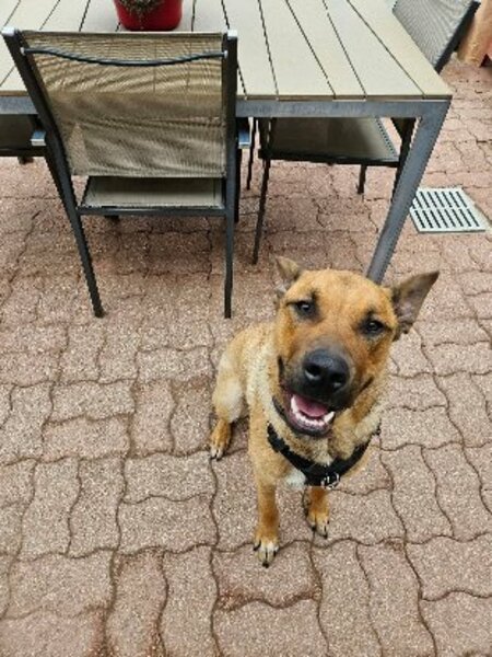 Adopter Bowie