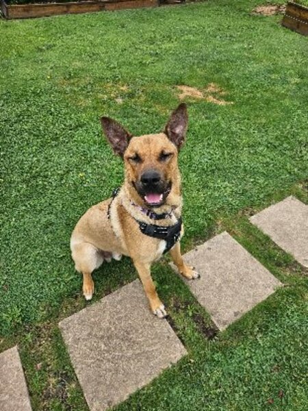 Adopter Bowie