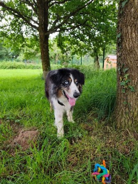 Adopter Boy