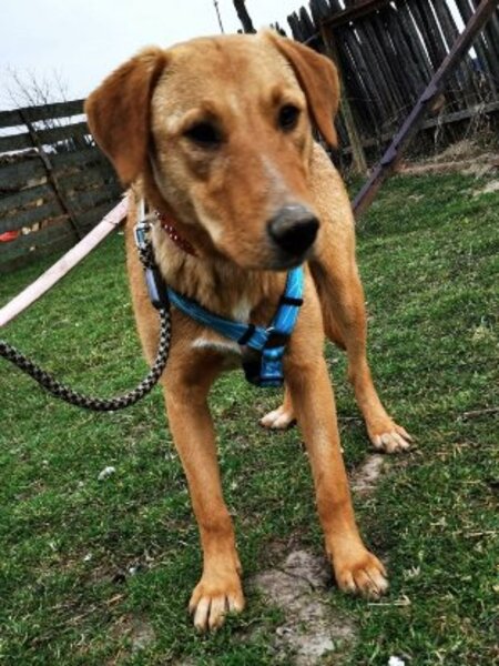 Adopter Brando