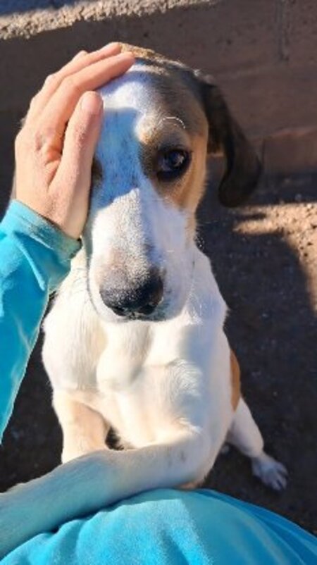 Adopter Brandon