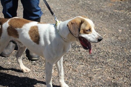 Adopter Brandon