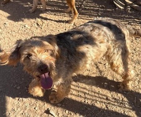 Adopter Brie