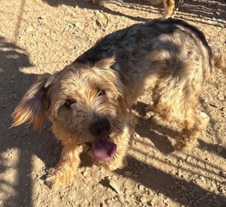 Adopter Brie