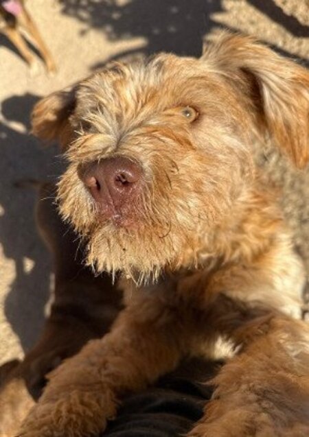 Adopter Brioche