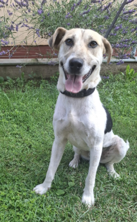 Adopter Bronx
