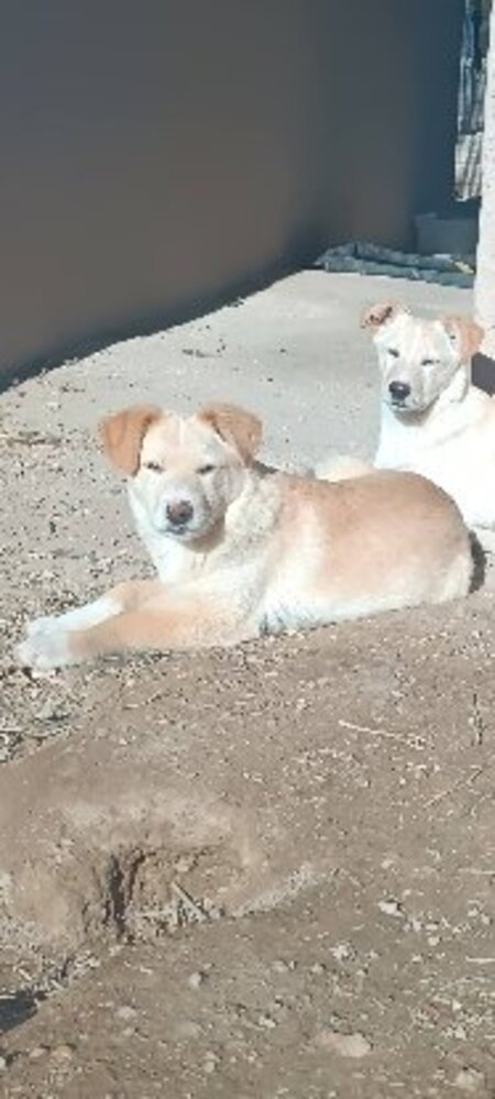 Adopter Brown