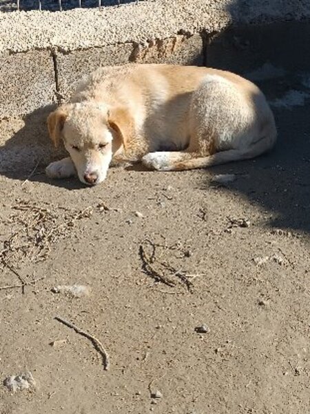 Adopter Brown