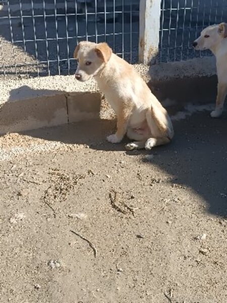 Adopter Brown