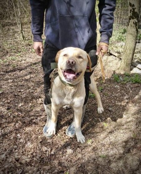Adopter Bruce