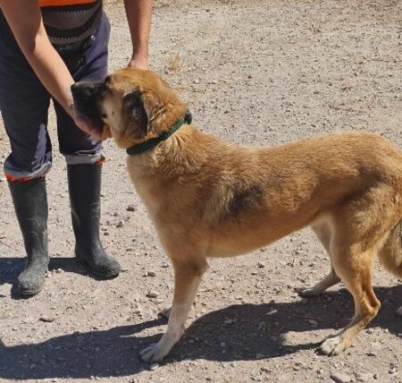 Adopter Bruno