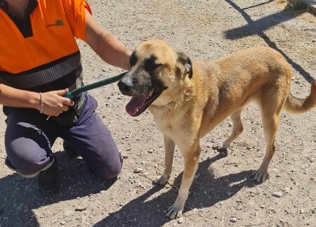 Adopter Bruno