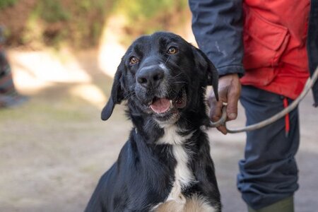 Adopter Bubu