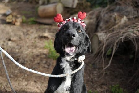 Adopter Bubu