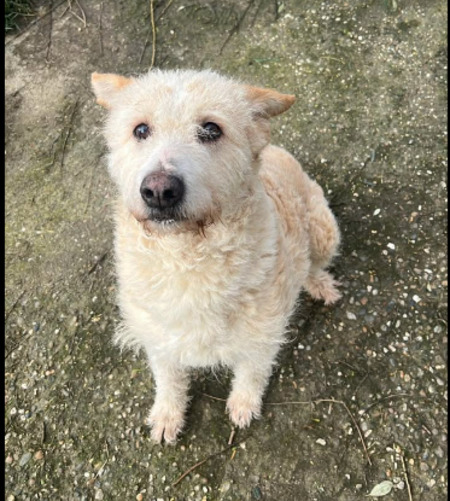 Adopter Bubulina