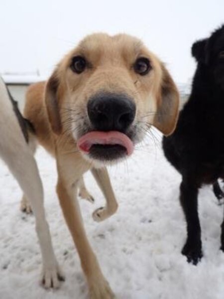 Adopter Buckley