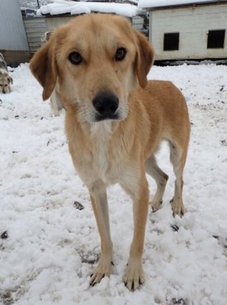 Adopter Buckley