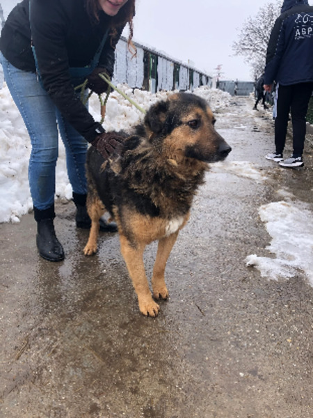 Adopter Bucky