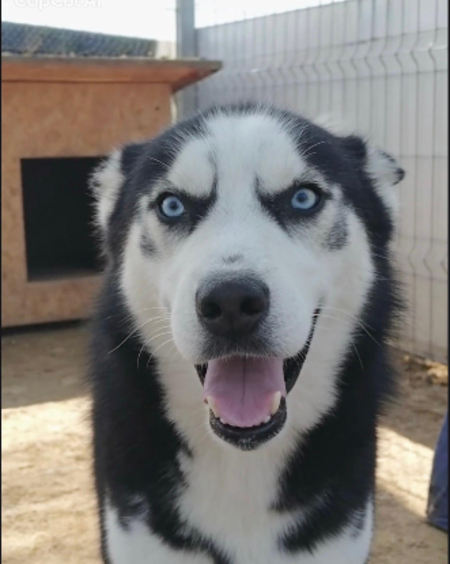 Adopter Buddy