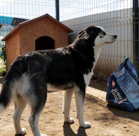 Adopter Buddy