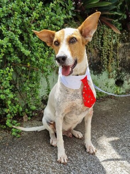Adopter Bullet