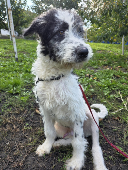 Adopter Bundi