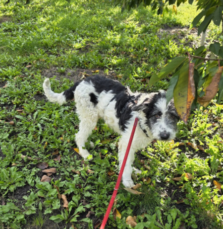 Adopter Bundi